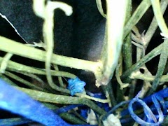 برنامه‌نما Visual earpick عکس از صفحه