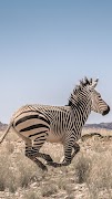 Zebra Duvar Kağıtları Ekran Görüntüsü 5