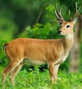 Rompecabezas de imagen desliza captura de pantalla 2