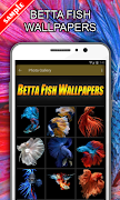 Betta Fish Wallpapers 海报