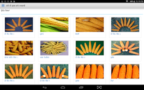 Maize DSS screenshot 3