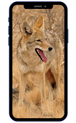 Coyote Wallpaper poster