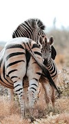 Zebra Wallpaper screenshot 7