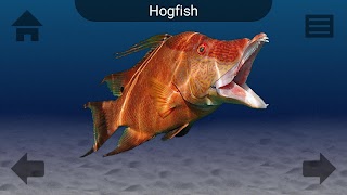 برنامه‌نما Marine Life عکس از صفحه