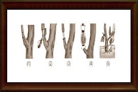 How grafting screenshot 3