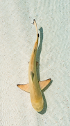 Shark Wallpaper تصوير الشاشة 6