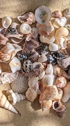 Seashell Wallpaper ảnh chụp màn hình 2