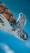 Turtle Wallpaper 海报