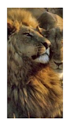 LION WALLPAPER screenshot 5