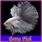 Betta Fish ポスター