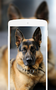German Shepherd Wallpaper تصوير الشاشة 4