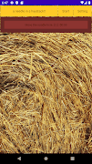 a needle in a haystack capture d'écran 1