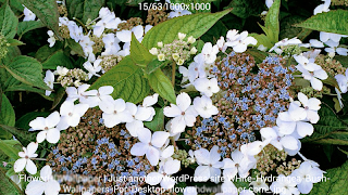 모든 이미지 다운로드 검색 스크린샷 7