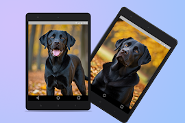 Labrador Retriever Wallpapers Ekran Görüntüsü 7