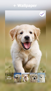 Labrador Lock Screen screenshot 4