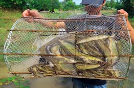 Best Fish Trap скриншот 5