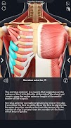 4 Schermata Muscle Anatomy Pro.