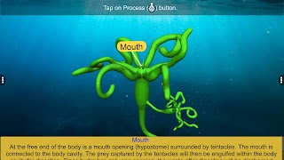 Budding in Hydra screenshot 3