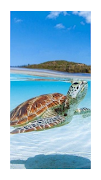 برنامه‌نما Tortoise Wallpaper HD عکس از صفحه