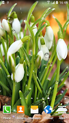 Spring Nature Live Wallpaper screenshot 5