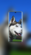 Husky Wallpaper screenshot 4