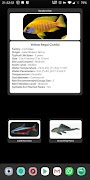 Tropical Fish Widget Poster