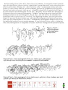 Cherry Pruning imagem de tela 3