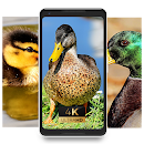 chicken nature beauty cool pics nice Wallpaper APK