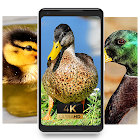 chicken nature beauty cool pics nice Wallpaper icono