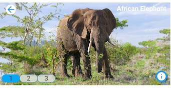 Fancy Animals Ekran Görüntüsü 3