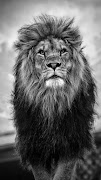 Lion Wallpapers screenshot 5
