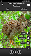 Canto da Codorna do Nordeste captura de pantalla 1