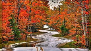 Forest HD Backgrounds captura de pantalla 4