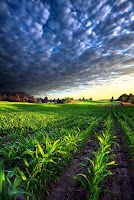 Agriculture Wallpaper poster