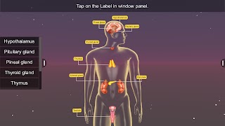 Endocrine System 스크린샷 1