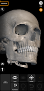 Skeleton | 3D Anatomy syot layar 3