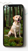 Labrador Retriever Wallpapers screenshot 4
