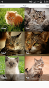 Cats sounds screenshot 6