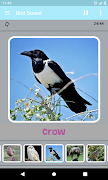 Bird Sound screenshot 4