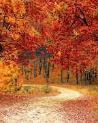 Forest Wallpapers HD स्क्रीनशॉट 7