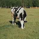 cow moo sounds APK
