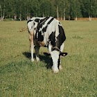 cow moo sounds icon
