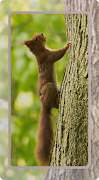 Squirrel Wallpaper captura de pantalla 3