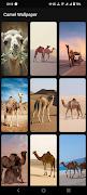 Camel Wallpaper screenshot 2