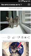 Без кота и жизнь не та ツ скриншот 6
