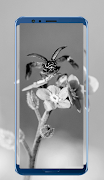 White Wallpapers capture d'écran 3