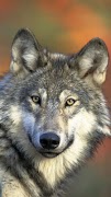 Wolves wallpapers スクリーンショット 5