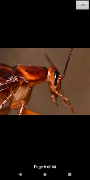 NPMA Field Guide PRO screenshot 1
