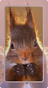 Squirrel Wallpaper تصوير الشاشة 2