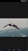 برنامه‌نما HD Material Eagle عکس از صفحه